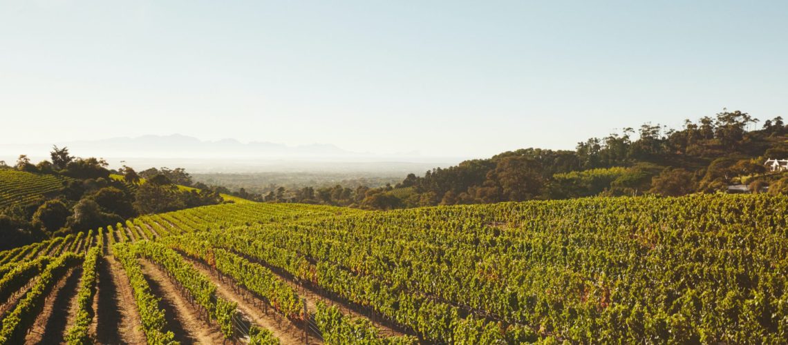 vinedos-haza-del-lino